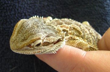 bearded dragon