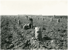 Description: https://upload.wikimedia.org/wikipedia/commons/8/8f/Boise_Valley_potato_harvest.jpg