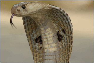 Description: File:Indiancobra.jpg